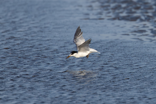 iNaturalist: (c) nath77w, some rights reserved (CC BY-NC) iNaturalist image