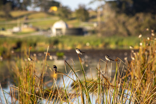 Tree Martin (Petrochelidon nigricans), photo 6