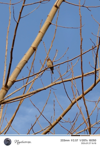 Rustic Bunting