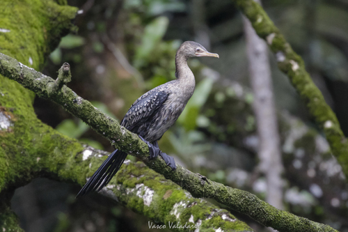 iNaturalist: (c) Vasco Valadares, some rights reserved (CC BY-NC), uploaded by Vasco Valadares iNaturalist image