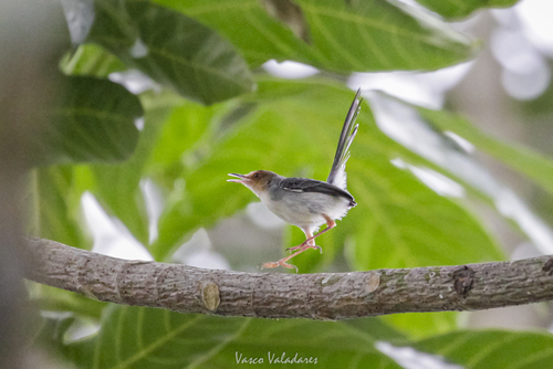 iNaturalist image
