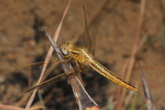 Crocothemis