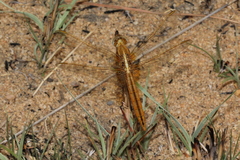 Crocothemis