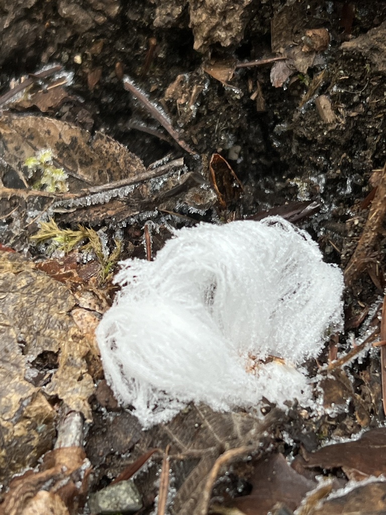 Exidiopsis effusa · January 2026 · photo: © aiva (iNaturalist, cc-by)