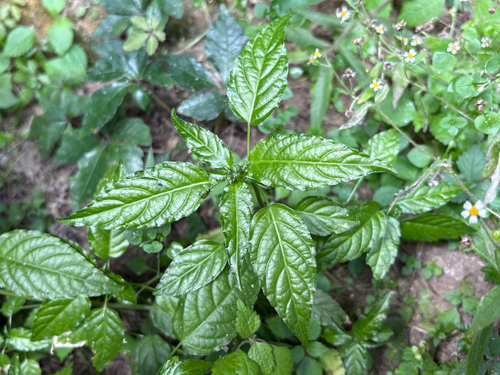 Mercurialis leiocarpa (Mercurialis leiocarpa)
