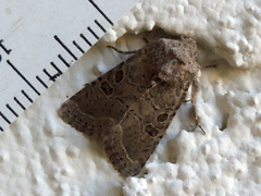 Protorthodes melanopis