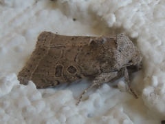 Protorthodes melanopis