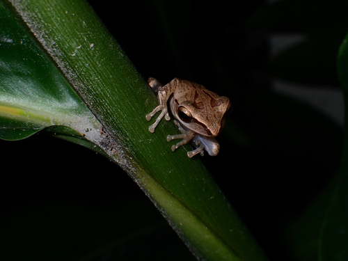Polypedates leucomystax