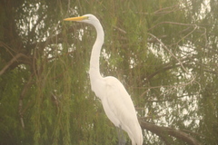 Ardea alba