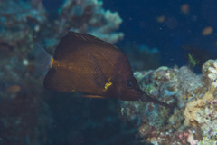 Forcipiger longirostris