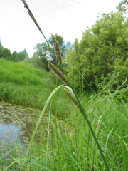 Carex acuta
