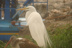 Ardea alba