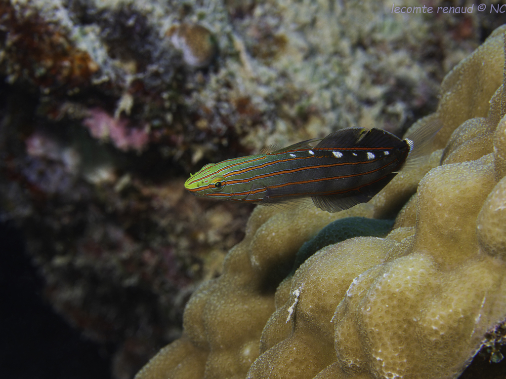 Old glory (Koumansetta rainfordi) — Gobiidae