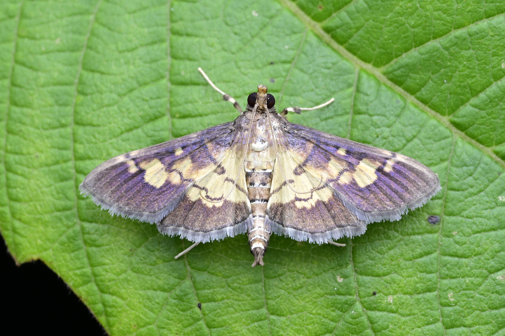 Hemopsis heteroidea