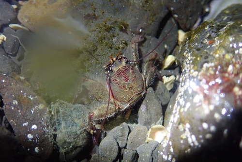 Petrolisthes coccineus observed 2026-01-26