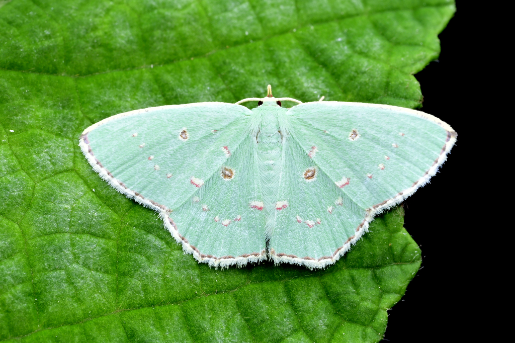 Comostola subtiliaria