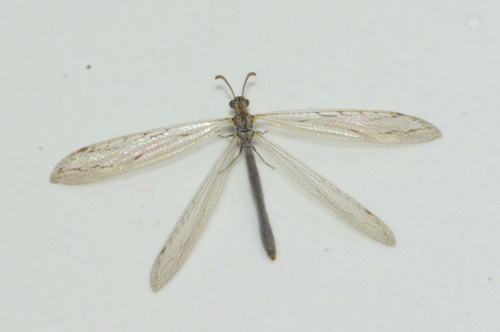 Obus elizabethae