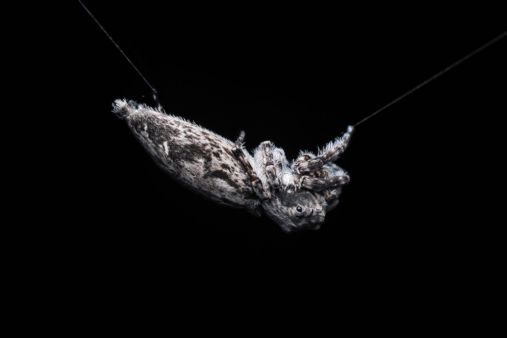 Cocalus gibbosus