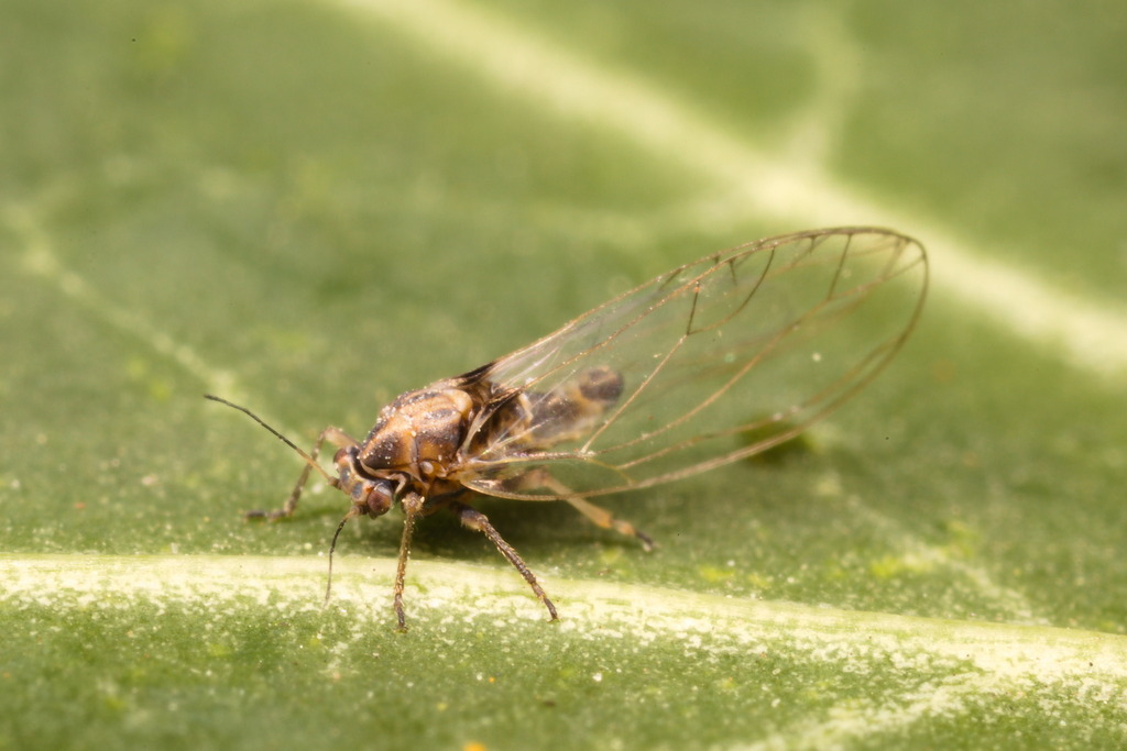 Bactericera striola