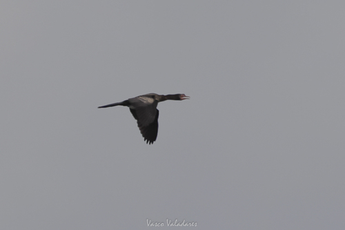 iNaturalist: (c) Vasco Valadares, some rights reserved (CC BY-NC), uploaded by Vasco Valadares iNaturalist image