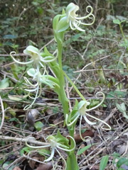 Habenaria quinqueseta