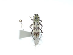 Chlorophorus herbstii