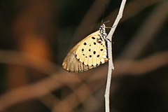 Acraea mahela