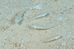 Valenciennea puellaris