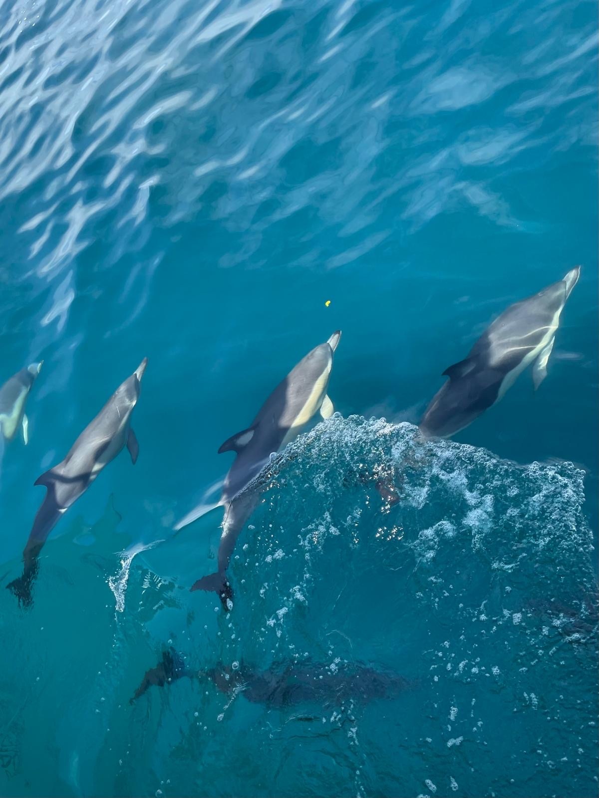 Delphinus delphis