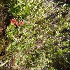 Eugenia capensis, photograph (c) Henry de Lange, some rights reserved (CC BY)