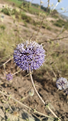 Indian Globe Thistle