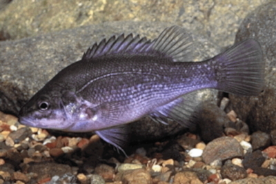 Bloomfield River Cod