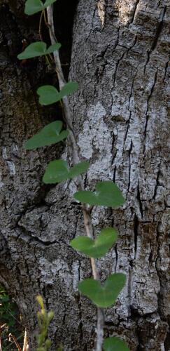 Forest Elephantsfoot (Dioscorea sylvatica)