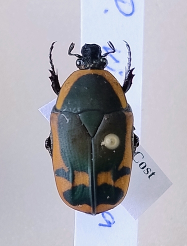 Pachnoda viridana