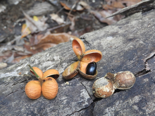 Harpullia arborea observed 2026-01-19