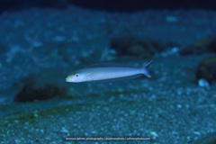 Malacanthus plumieri