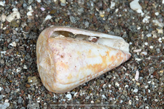 Conus spurius