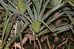 Pandanaceae