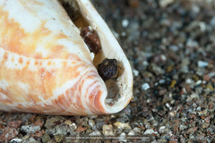 Emblemaria pandionis