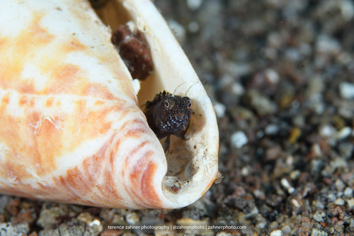 Sailfin blenny (Emblemaria pandionis) — Chaenopsidae