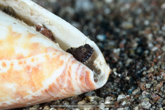 Emblemaria pandionis