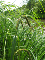 Carex acuta