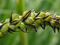 Carex acuta