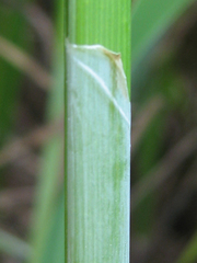 Carex acuta