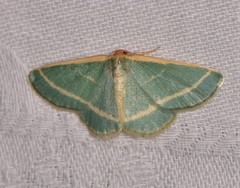 Mixocera latilineata