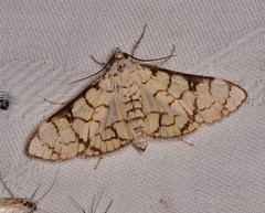 Aphytoceros lucusalis