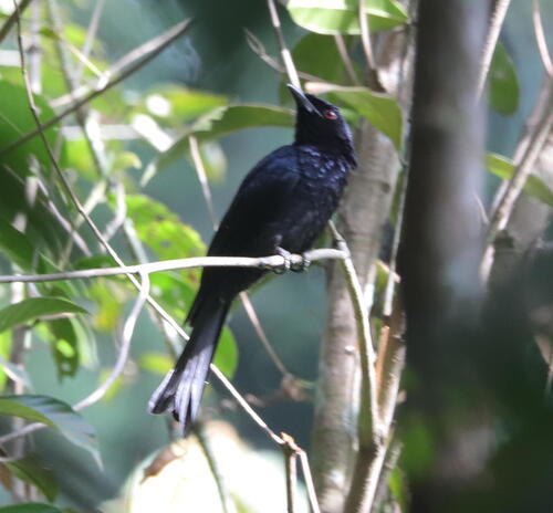 Greater Racket-tailed Drongo (Dicrurus paradiseus), photo 8