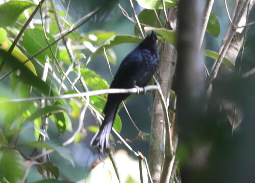 Greater Racket-tailed Drongo (Dicrurus paradiseus), photo 9