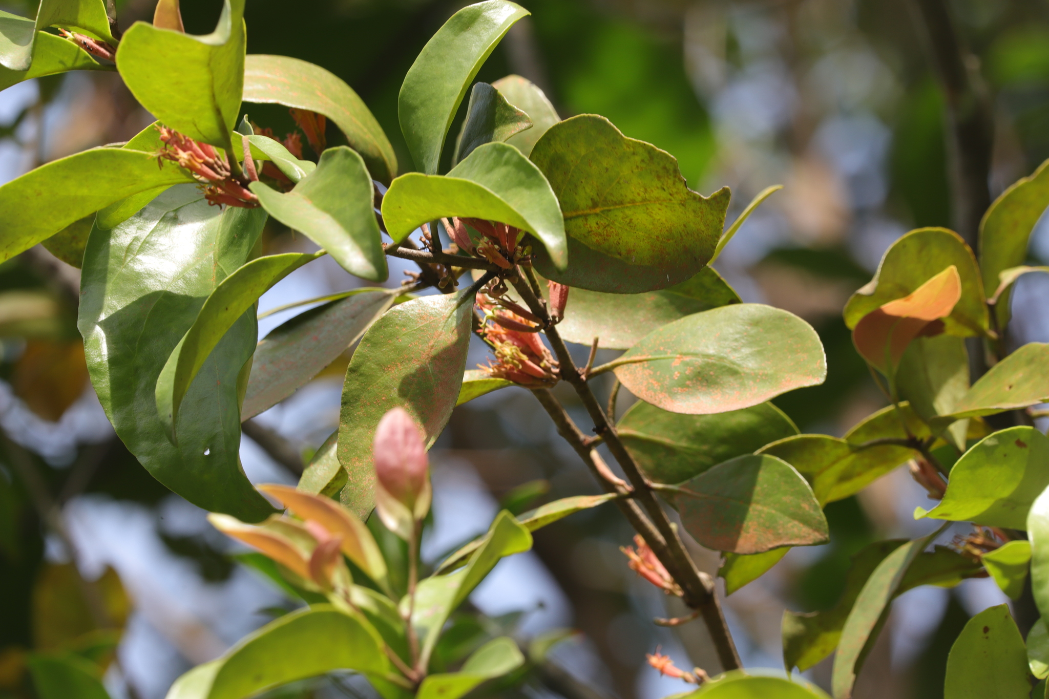 Dendrophthoe pentandra