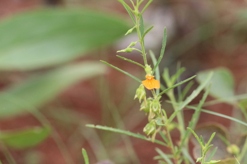 Orange Fairy's Aprons (Pigea aurantiaca)